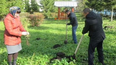 В день дерева а парке Победы с. Моргауши появились саженцы туи