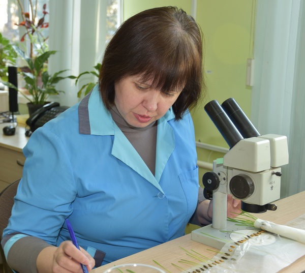 Иванова Н.В. проводит фитоэкспертизу семян
