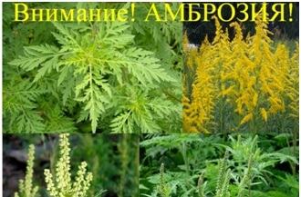 Амброзия трехраздельная опасный аллерген 1