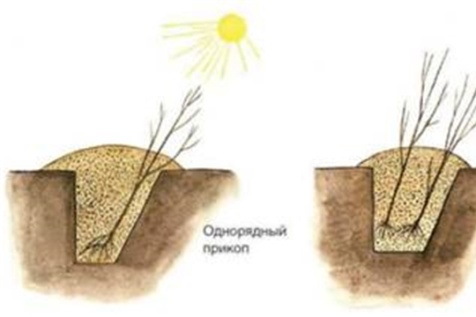 Саженцы